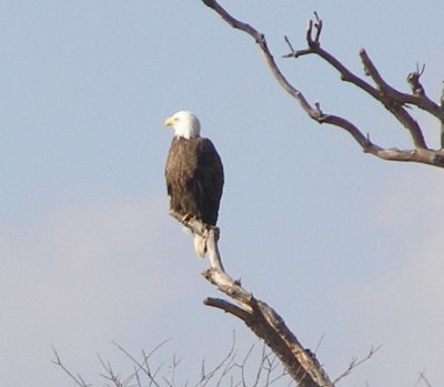 Raptor Bald Eagle 12-06f.JPG