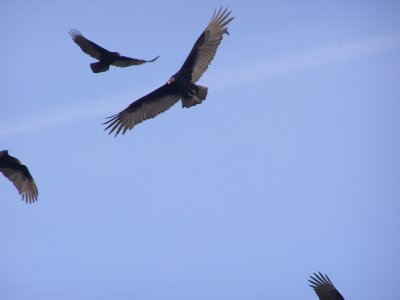 Vulture Turkey ESVA 1-07 o.JPG