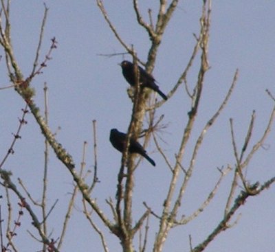 Blackbird rusty 2-07 Dismal Swamp f.JPG