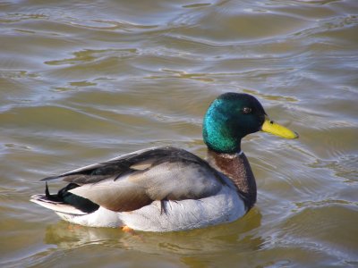 Duck Mallard- 2-07d.JPG