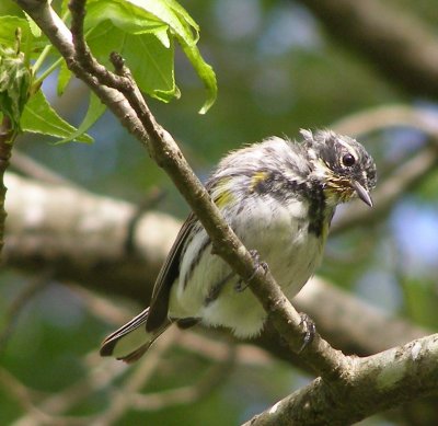 W Yellow Rumped GA 4-07 c.JPG