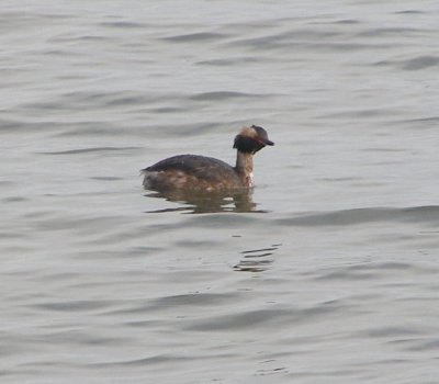 Grebe horned 4-07c.JPG