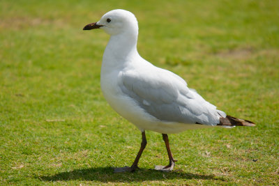 Sea Gull (1)