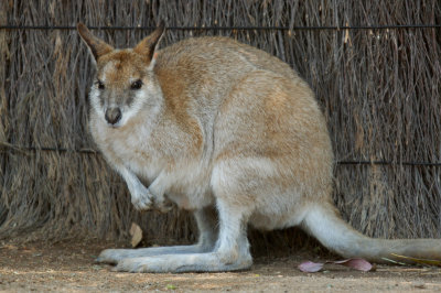 Kangaroo (1)