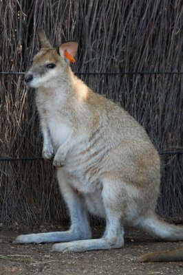 kangaroo (2)