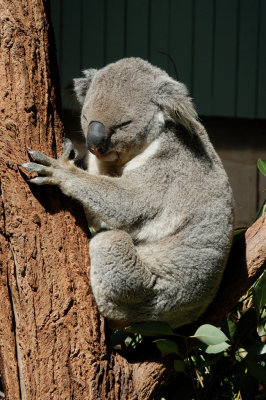 Koala (1)