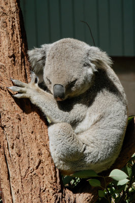 Koala (2)