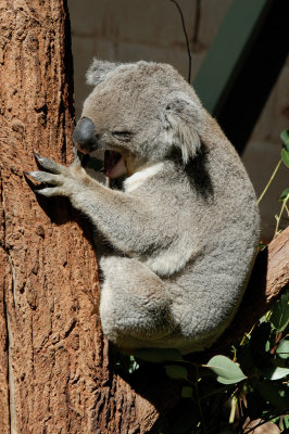 Koala (3)