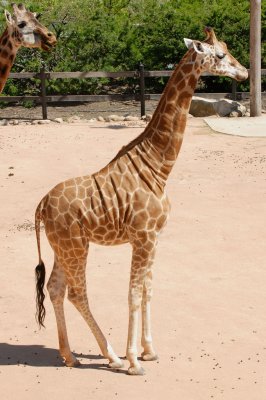 Giraffe (1)