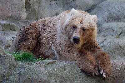Kodiak Bear (1)