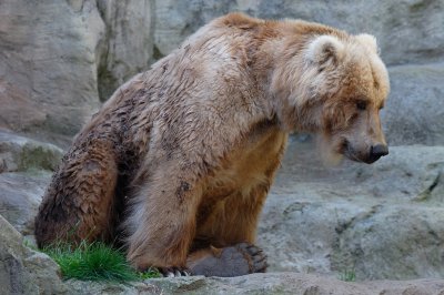 Kodiak Bear (3)