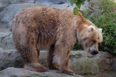 Kodiak Bear (4)