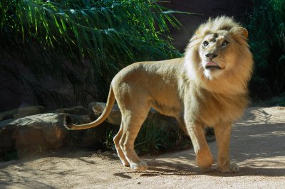 Lion (1)