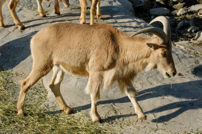 Barbary Sheep (2)