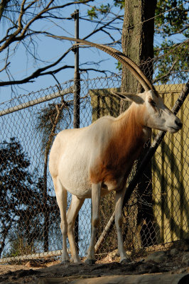 Scimitar horned Oryx
