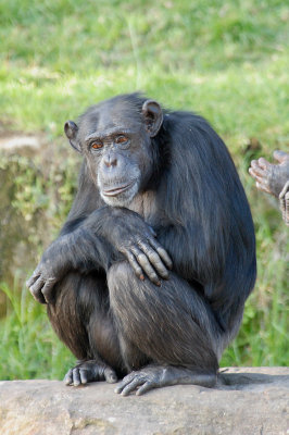 Chimpanzee (3)
