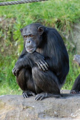 Chimpanzee (2)