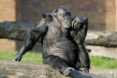 Chimpanzee (1)