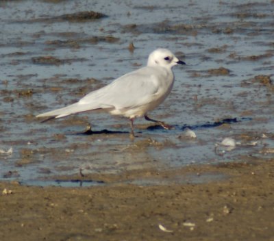 Ross' Gull-Salton Sea, CA.jpg