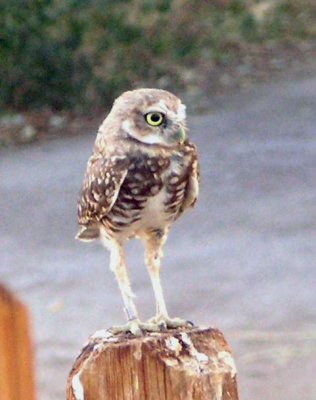 Burrowing Owl-Yuma, AZ.tif