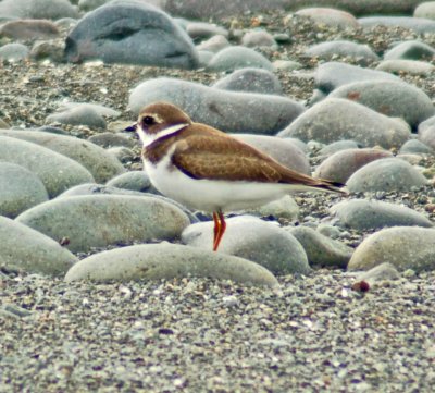 Plover Semipalmated 05.tif