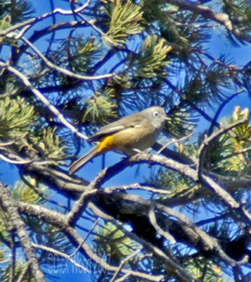 Warbler Colima 08.jpg
