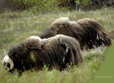 Musk Ox 4.jpg