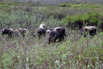 Musk Ox 5.jpg