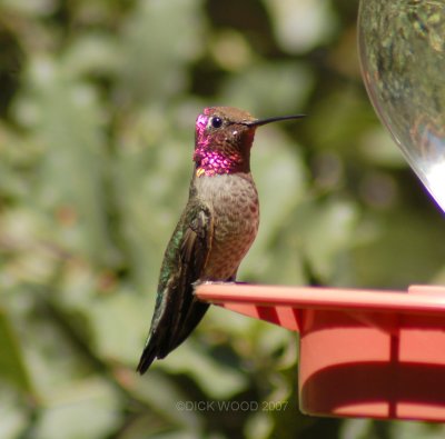 Hummingbirds