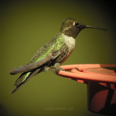 Hummingbird Black-chinned 02D.jpg