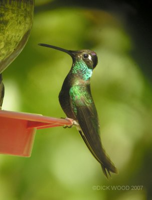 Hummingbird Magnificent 02D.jpg