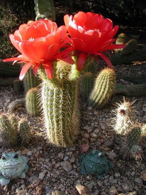 Cactus Flower 09.jpg