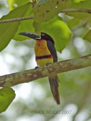 Aracari Collared 3.jpg