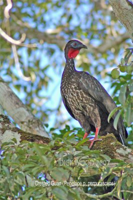 Guan-Crested-3.jpg