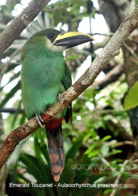 Toucanet Emerald.jpg