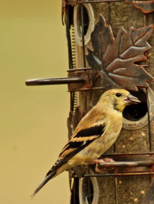  American Goldfinch 02.jpg