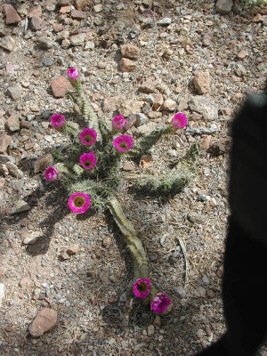 Cactus Flower 10.jpg