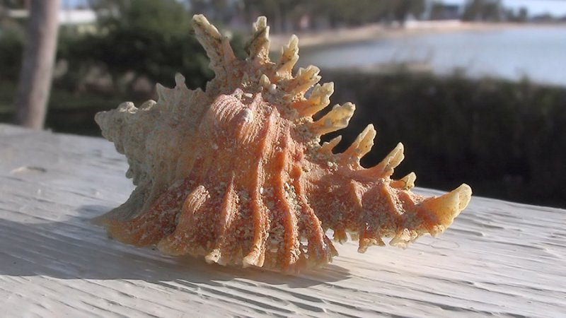 Lace Murex