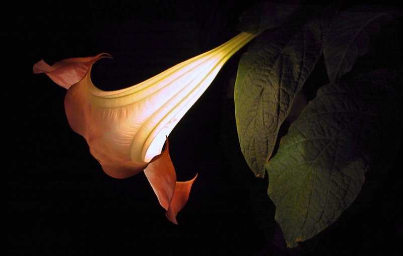 night Trumpet