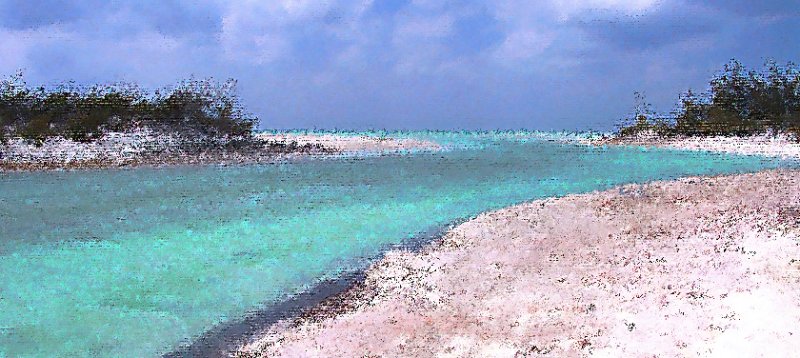 mangrove tide