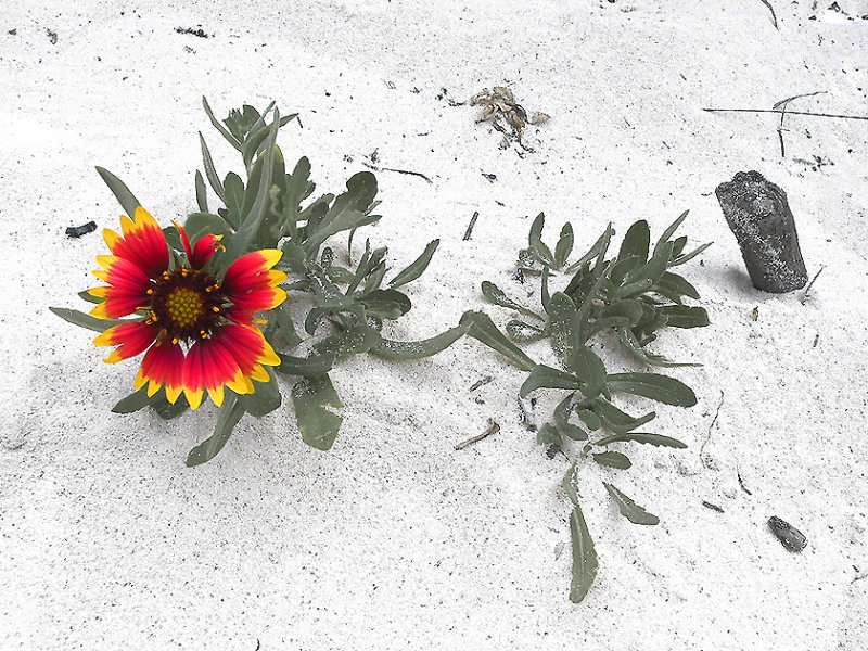 beach bloom