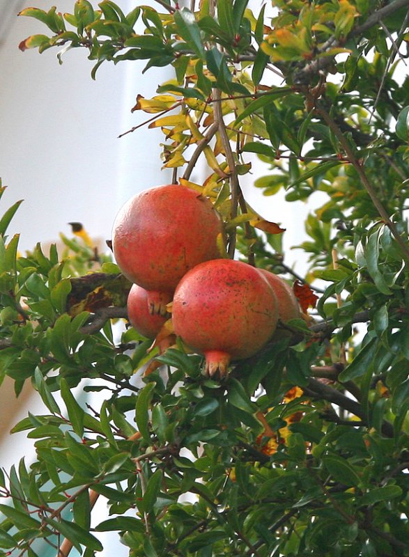 pomegranite