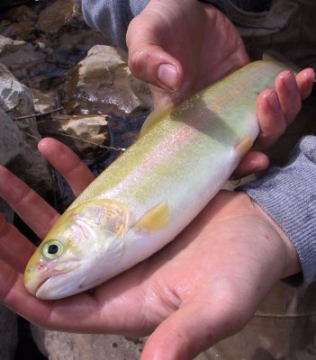 Golden trout