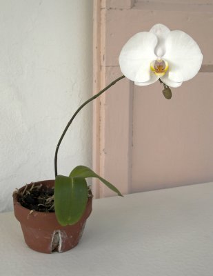 an orchid