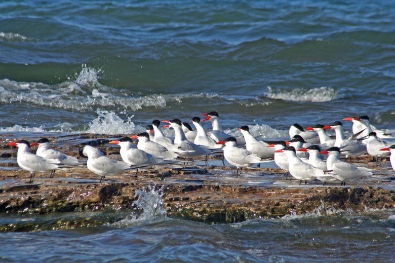 Caspian Terns at Sheboygan, WI