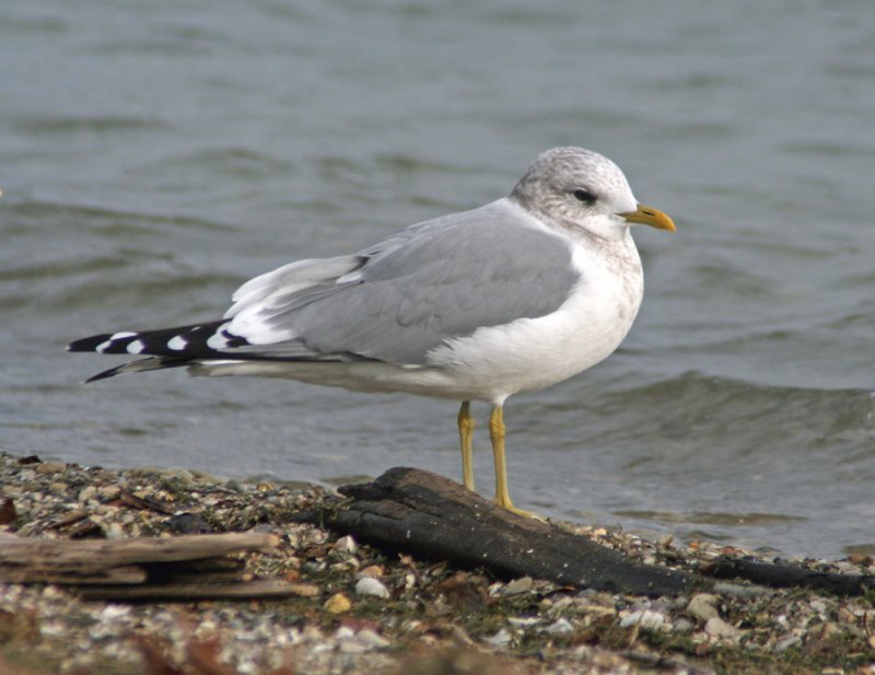 Mew Gull at South Shore Yacht Club, Milw.