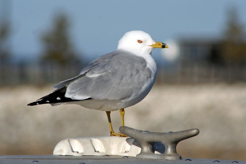 Ring-billed Gull at Racine, WI