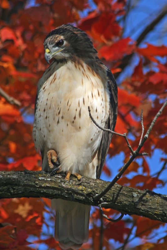 Red-tail Hawk at Brown Deer Park, Milw.