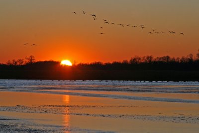 Sunset and Geese over Horicon Marsh, WI