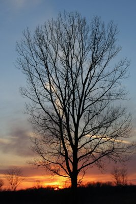 Lone Tree and Sunset at Bong Rec Area, WI